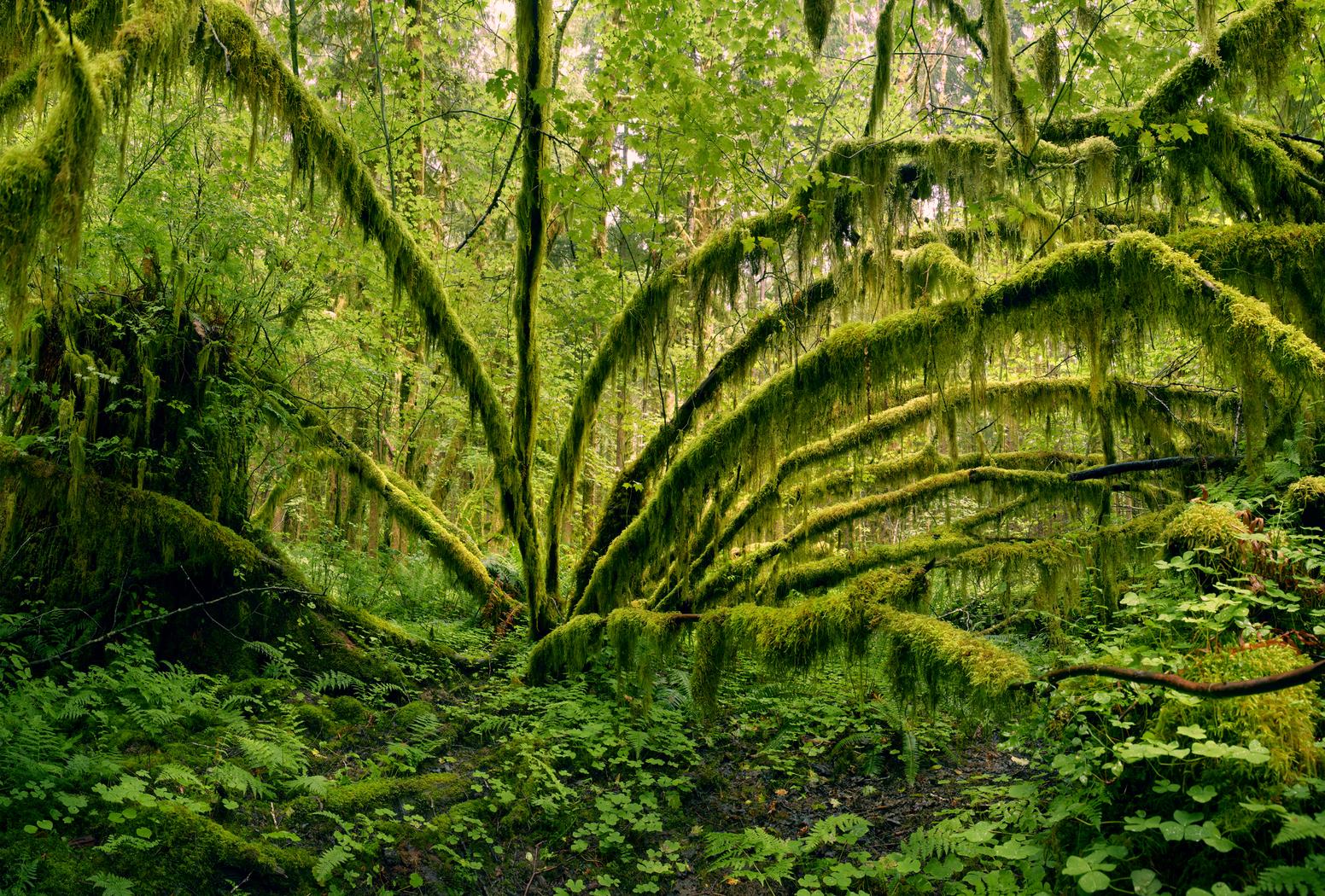 ��� ���� (Dean West). ����������� ���������. ������������� ����������. ���-����������. ��������� ����������