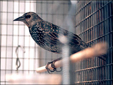 ����� ��������. ����������� ���������. ����� � ������