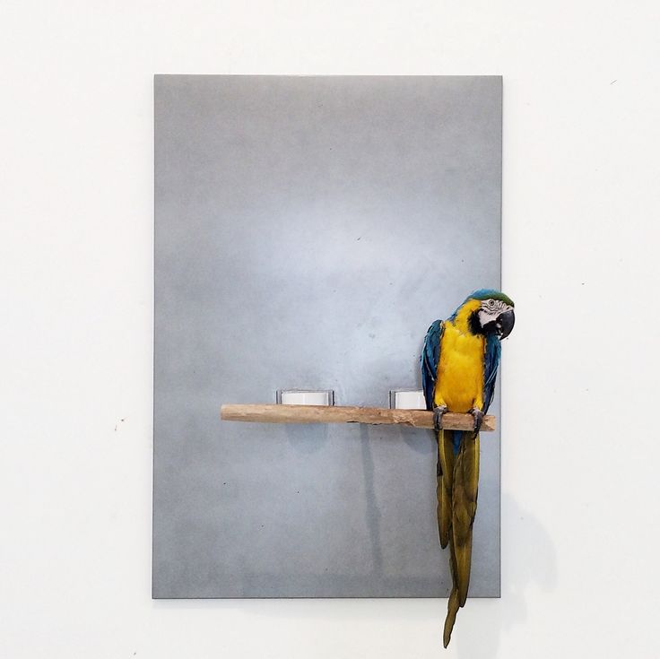 ����� ��������. ����������� ���������. �������-�������