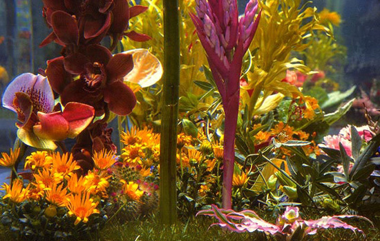 ����������� ���������. ���� �����. ���