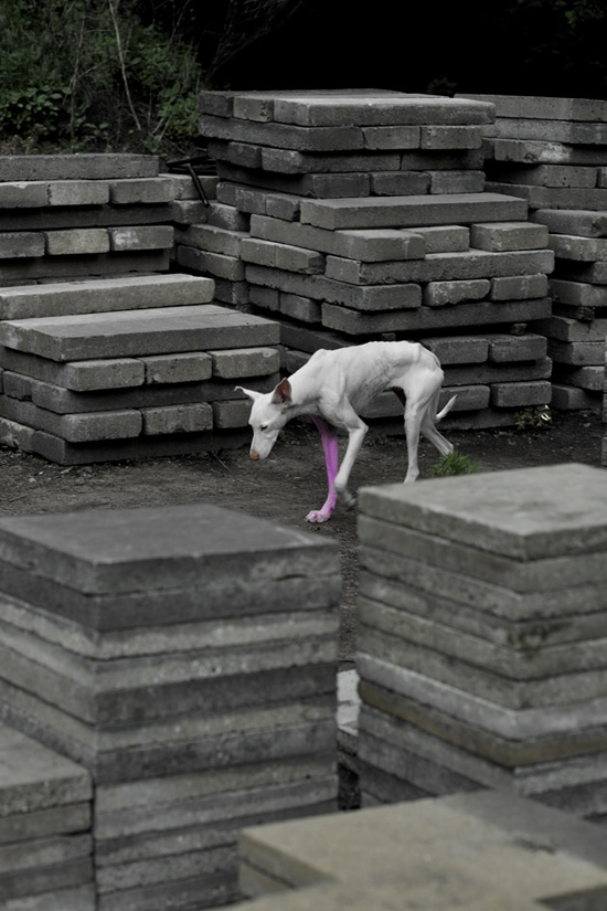 Untilled (�� dOCUMENTA 13 � �������), 2012. ���� ��� (Pierre Huyghe). ����������� ��������� �������