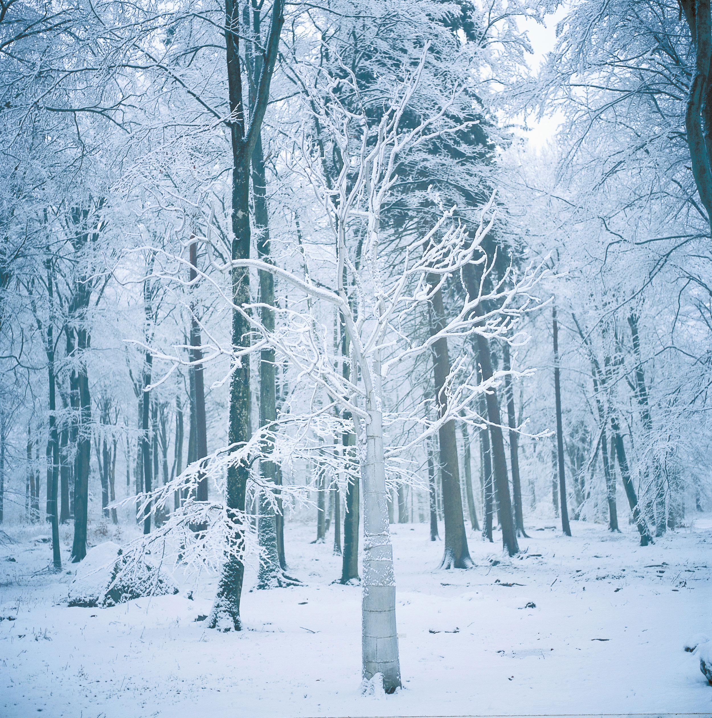 Impostor (�����), 1999. ����� ���� (Roxy Paine) - ����������� ������������ ���������. ����������� ��������� ���, ����������� ����������. ��������